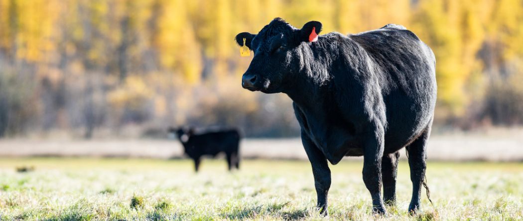 black angus cattle in field